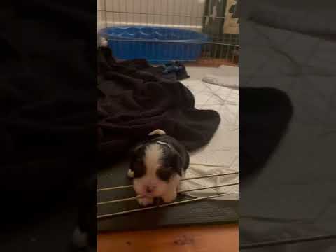 Cavalier King Charles Spaniel puppy howling like a Coyote