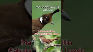 Download lagu Masteran cililin gabung sikatan londo | olah kicau dan terapi air mp3 Download lagu Masteran cililin gabung sikatan londo | olah kicau dan terapi air mp3