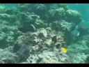 Tropical Fish & Rays - Bora Bora