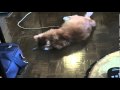 Mr George Abramovich Adam Lorh Garfield Mpg