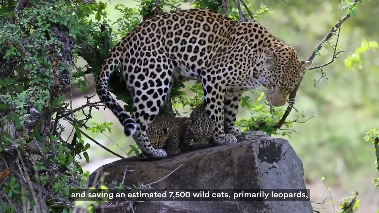 From Vision to Impact: Panthera’s 20-Year Journey Protecting Wild Cats