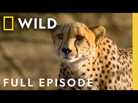Following the Man Among Cheetahs (Full Episode) | SPECIAL | Nat Geo Animals