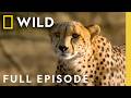 Man Among Cheetahs Full Episode SPECIAL Nat Geo Animals
