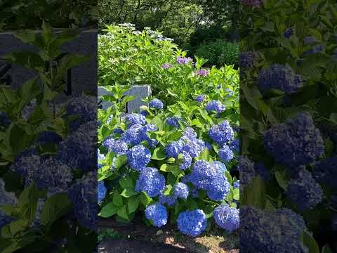 アジサイの開花を促進するのに最適なマルチは何ですか?  庭園