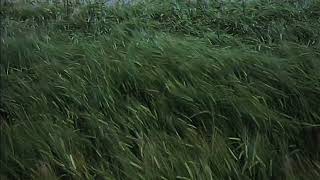 music to watch grass grow