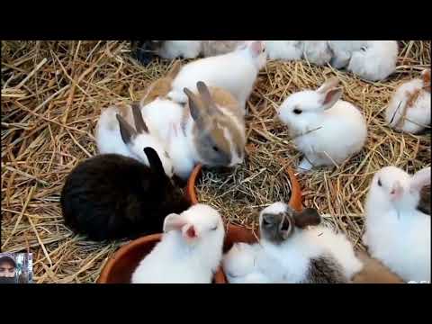 Rabbit Documentary: How Does Animals Unerground Survive// Baby Rabbits 2023