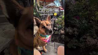 Video preview image #1 German Shepherd Dog-Unknown Mix Puppy For Sale in Chandler, AZ, USA