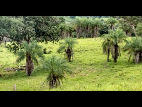 Farm in General Carneiro MT Brazil 💢 Area of ​​465 hectares 💢 All open area land of strong culture!.