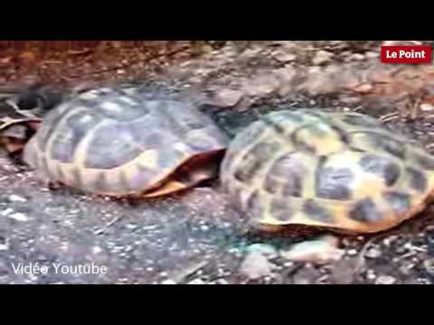 Nos amies les bêtes de sexe : La tortue Hermann