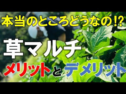 冬のマルチングのメリットとデメリットは何ですか？解読！  庭園