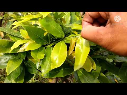 Bấm Đọt, Chăm Sóc Mai Vàng Trồng Đất Cuối Tháng 1