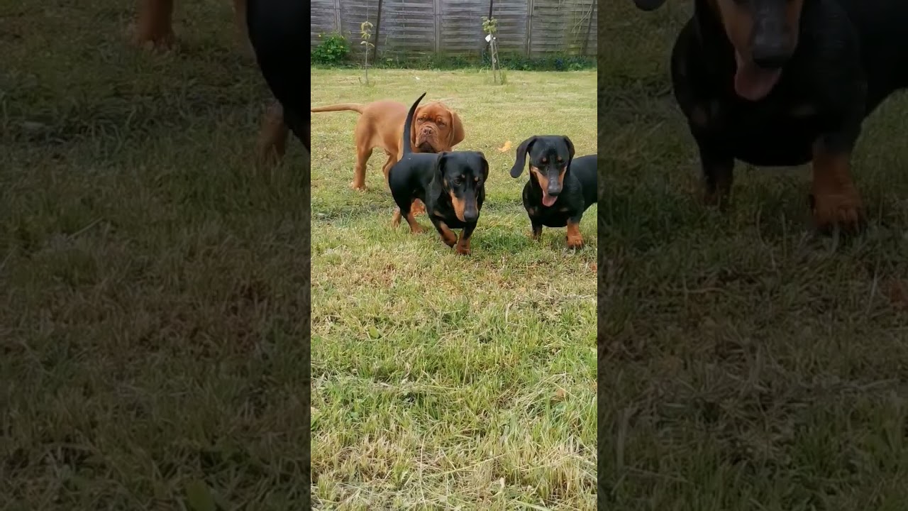 Siostry Shinnnning vs Stefanno #puppies #puppylife #puppy #doglife