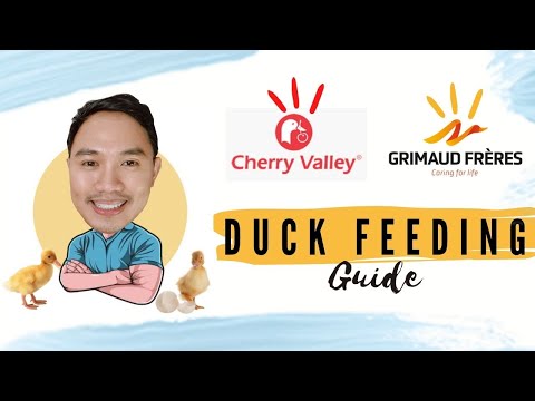 , title : 'Cherry Valley Ducks and Grimaud Feed Guide  | Philippines Pekin Duck'