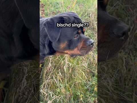 Heute war der große Tag🤩 #dogsofyoutube #rottweiler #shorts #derfalkbert