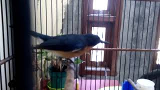 Download lagu Isian Tledekan Gunung Durasi Pendek mp3