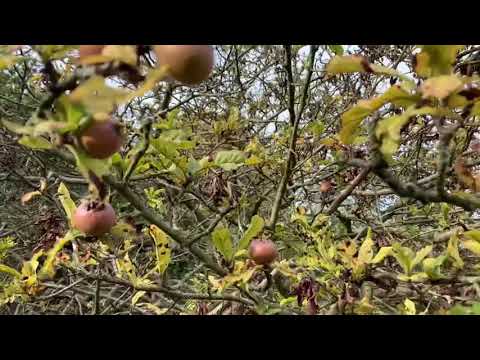 Mispeln in Gelsenkirchen