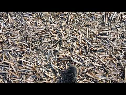 Gekraak op het strand in Zandvoort.