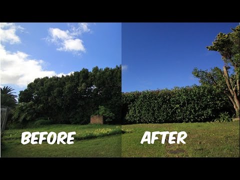 download lagu mp3 mp4 Hedge Trimming Auckland, download mp3 Hedge Trimming Auckland free download, download mp3 Hedge Trimming Auckland