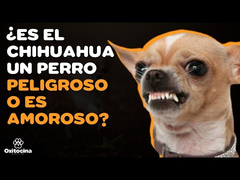 🐶🇲🇽 CHIHUAHUA: 9 COSAS que debes saber