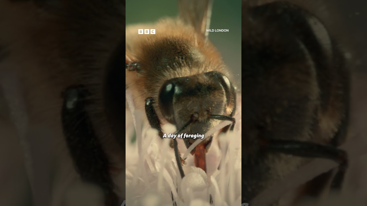 Bees drinking nectar on their pub crawl 🐝🍺 - BBC