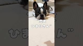 ひたすら待つフレブル