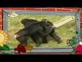Babytv The Amazing World Chimpazee