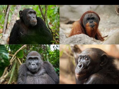 Maymun Şempanze Goril Orangutan Malak Babun Afrika Savana Eğlence Oyun Monkey Chimpanzee Gorilla