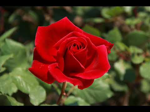 A mi rosa dormida - Lito Ortiz