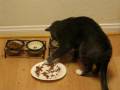 Gabe Eats Food