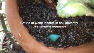 Get rid of white insects in soil instantly