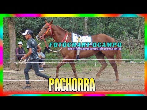 PACHORRA   Avia Terai   Chaco 01 05 2024