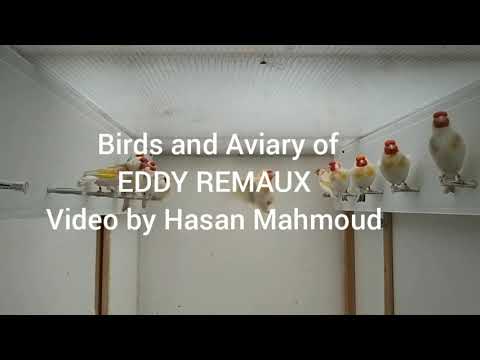 download lagu mp3 mp4 Eddies Aviary, download lagu Eddies Aviary gratis, unduh video klip Download Eddies Aviary Mp3 dan Mp4 Music Gratis