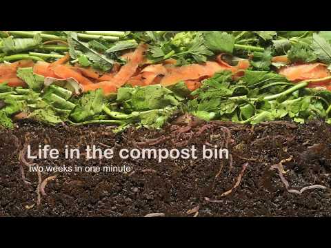 Vermicompost - Life in the compost bin