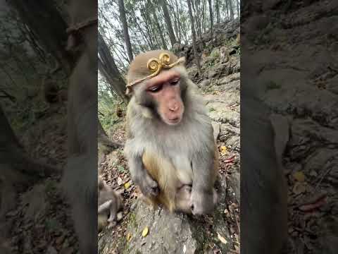 เจ้าคือผู้ถูกเลือก  ซึนหงอคง กูนั่งของกูอยู่ดีๆต้องไปเชิญพระไตรปิฎกอีกแล้ว