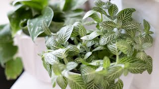 Fittonia (Nerve Plant) Care & Growing Guide - Plant Mom Care