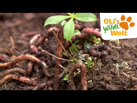 Sind Regenwürmer schädlich oder nützlich? | OLI's Wilde Welt