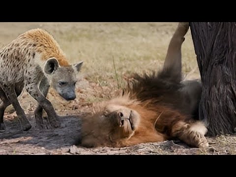 حيوانات شجاعة حطمت الاسود المفترسة