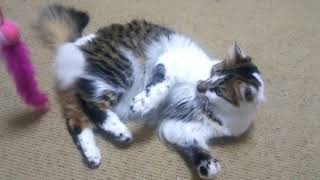 大好きな猫用おもちゃで遊んでいたら凄い体制をしたw