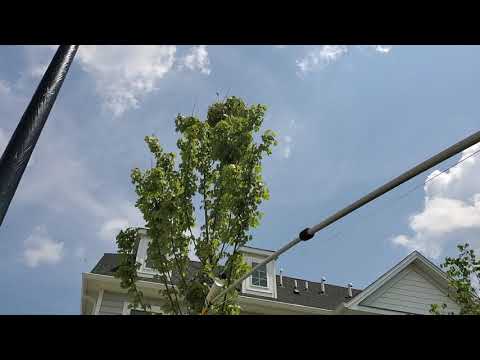 TechTalk: All About Stinging Insects