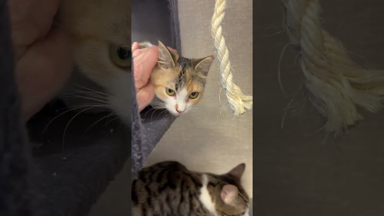 May, an adoptable mixed breed in Salem, NH video 3/3