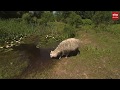 'Tafeltje dekje' voor Russische rattenslangen