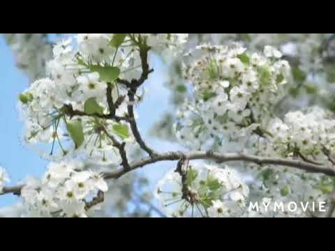 “Life is the flower for which love is the honey.” | Victor Hugo | navihari