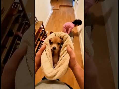 Air banjir mengalir masuk ke rumah kami… lalu kami menyadari anak anjing kami hilang#shorts