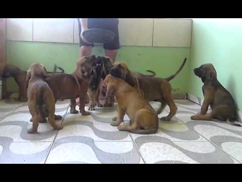 filhotes de fila brasileiro com 60 dias