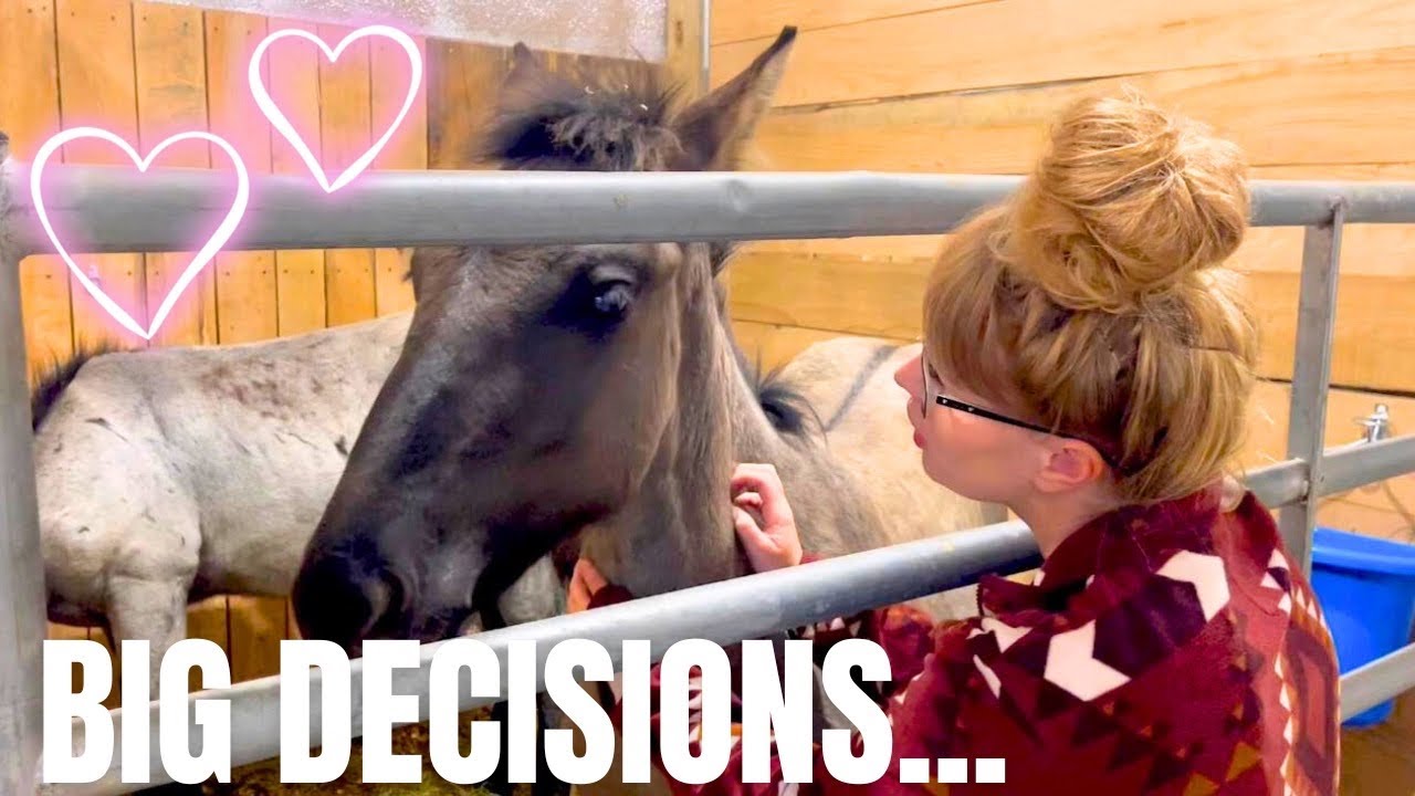 Did We REALLY find the RIGHT Weanling? Get READY for a Heartwarming Horse Auction