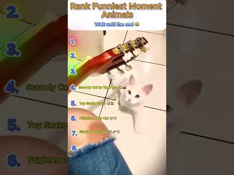 Drama Cats Ranking 🐾 #DramaCats #CatRanking