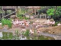 Different Colored Flamingos From Our Safari Park Visit Safari Flamingo Birds Animals