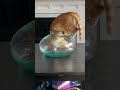Kedi Videoları Komik Kedi Freefire Turnip Live Series Youtubeshorts