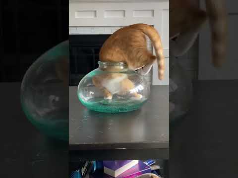 Ekrana Pati Atan Gamer Kedi