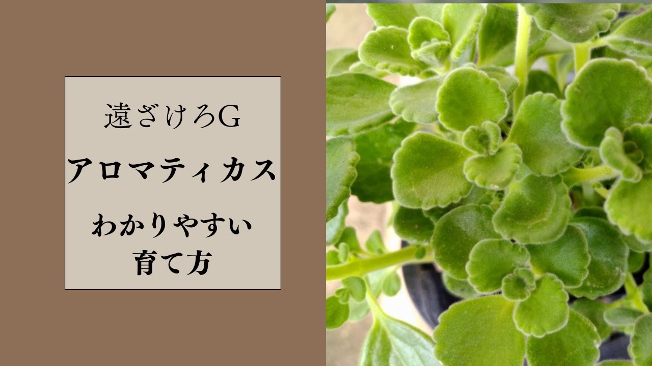 【アロマティカスの育て方】初心者が知っておきたいコツとポイントを解説！